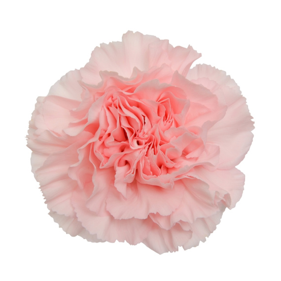 Carnations