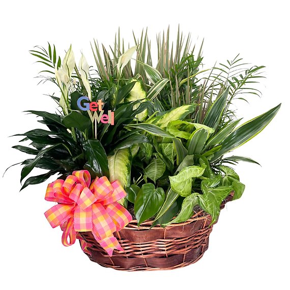 Plant & Positivity Bundle