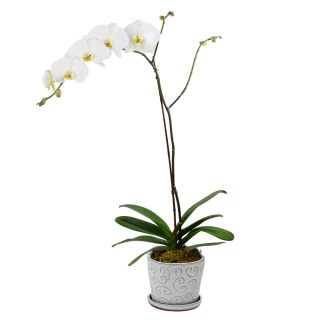 Orchid Plant White