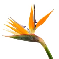 Lifetime Candle - Tangerine Orchid Sunburst
