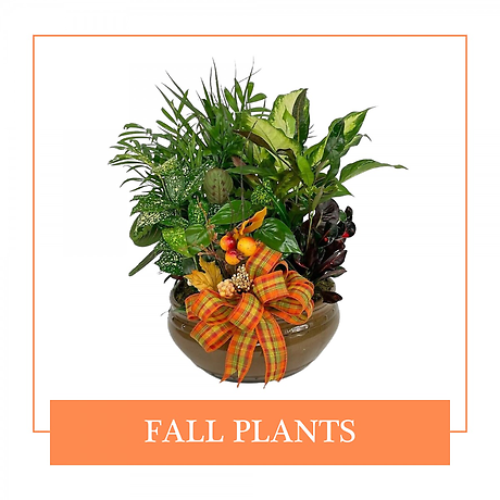 Fall Plants