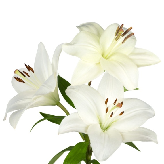 Casa Blanca Lily