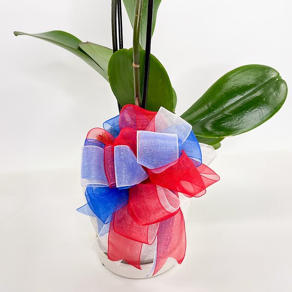 Patriotic Orchid Plant Double Stem White
