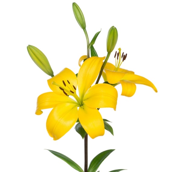 Yellow Asiatic Lily