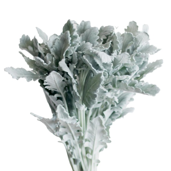 Dusty Miller