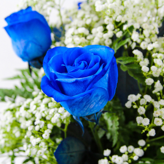 1/2 Dozen Blue Roses