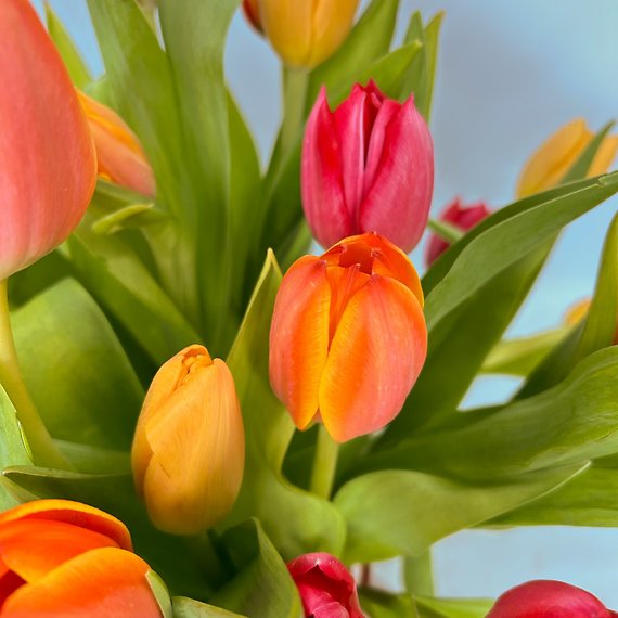 Tulips For Fall