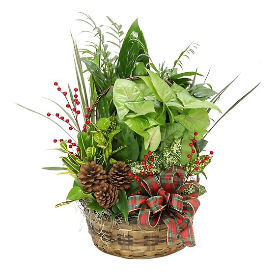 Christmas Is Coming Package