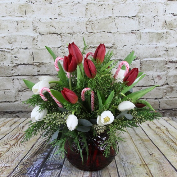 Candy Cane Tulips