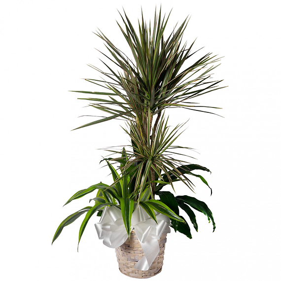 Mixed Dracaena Planter 8\"