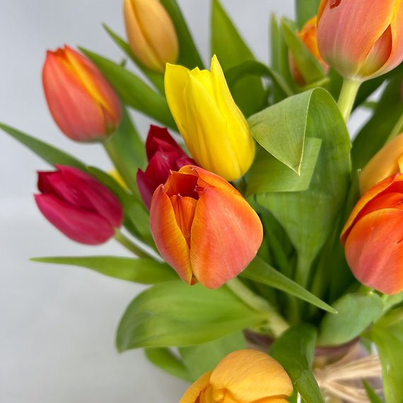 Tulips For Fall