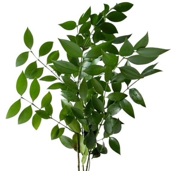 Ruscus