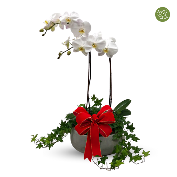 Christmas Orchid and Ivy