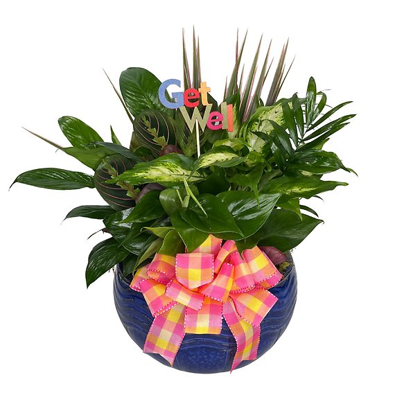 Wellness & Wishes Package