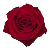 Red Rose and Calla Lily Casket Spray