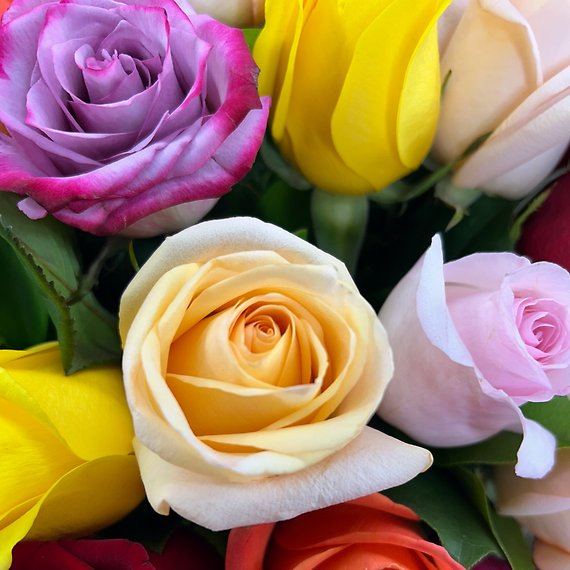 60 Kaleidoscope Roses