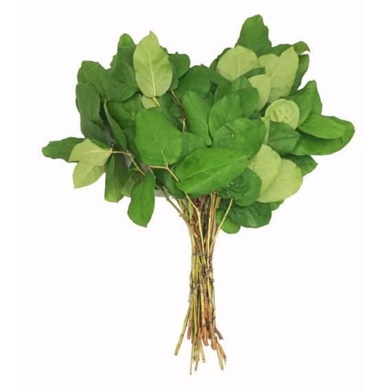 Salal