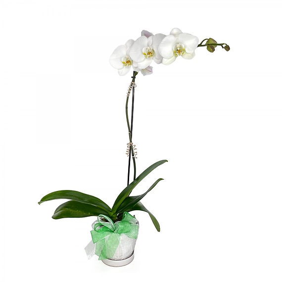 St. Patrick\'s Day Orchid
