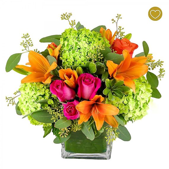 Dose of Color Package