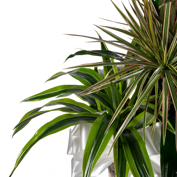 Sympathy Mixed Dracaena Planter 10\"