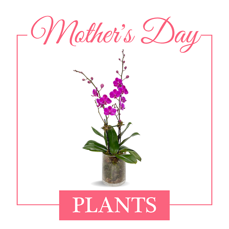 Plants for Mom